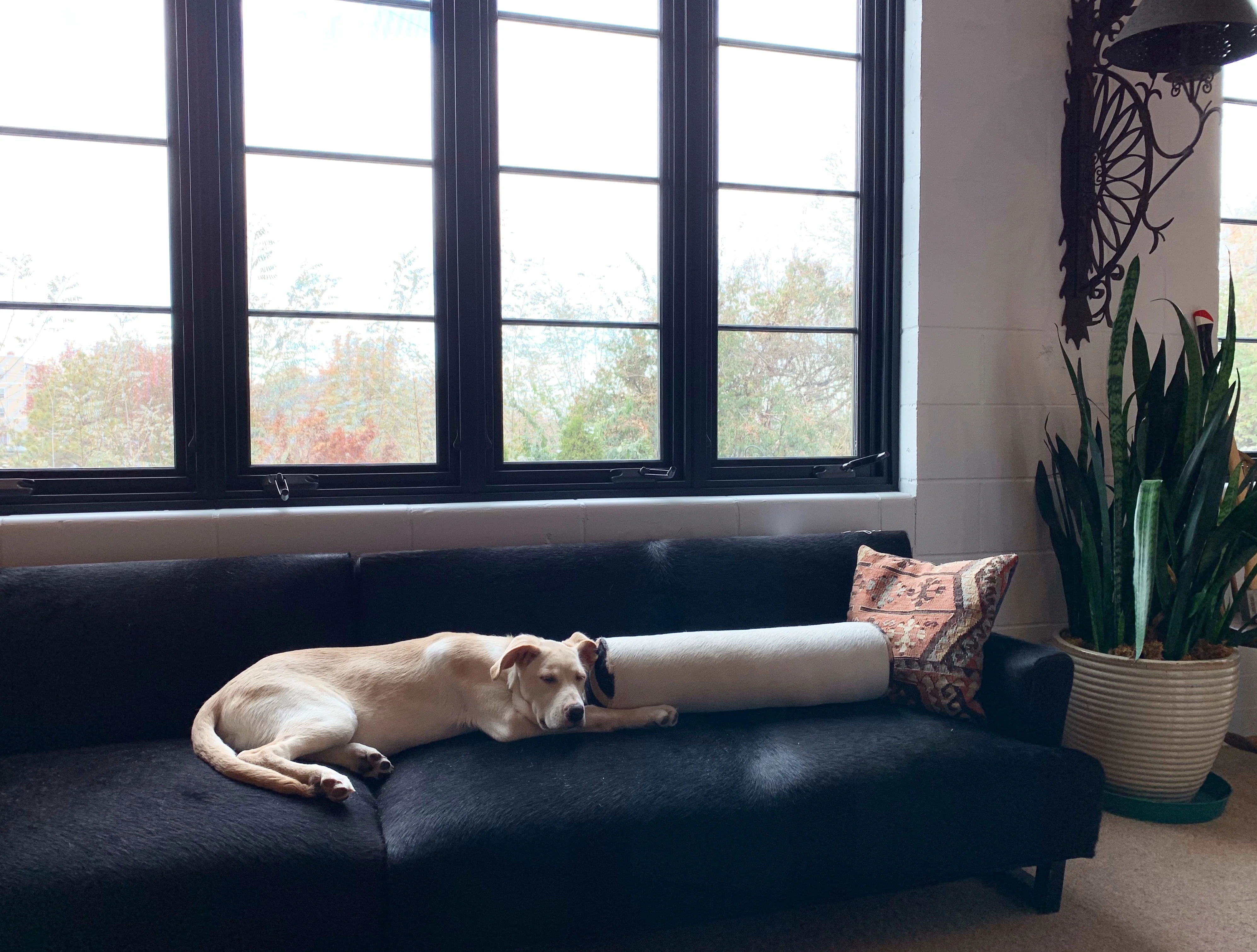 Sectional Sofa in Brazilian Cowhide - Image 2