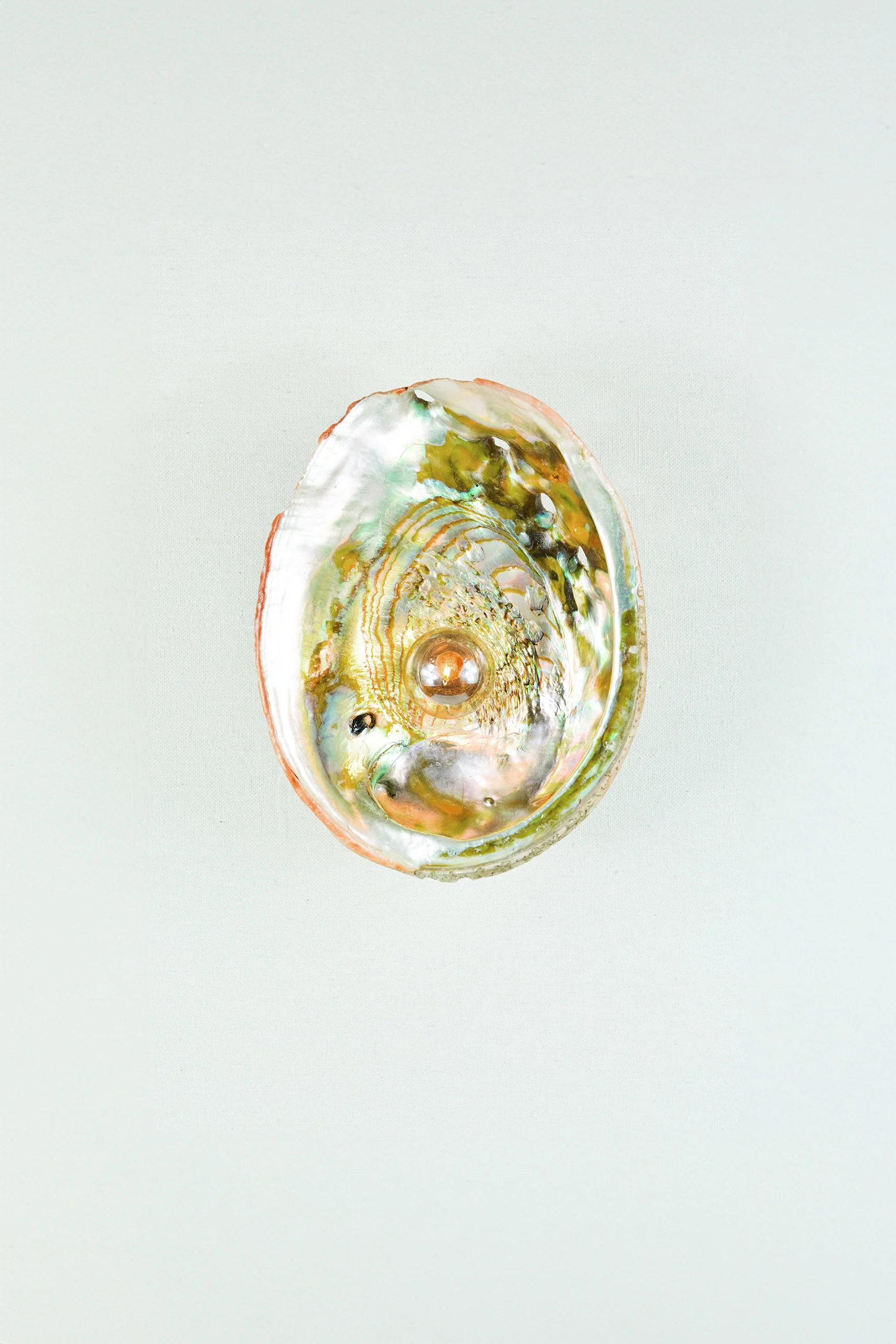 Abalone Siren's Sconce - Image 4