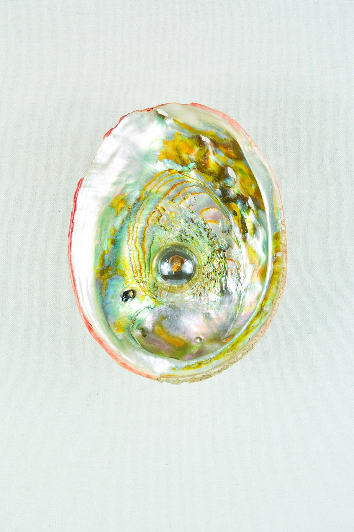 Abalone Siren's Sconce - Image 5