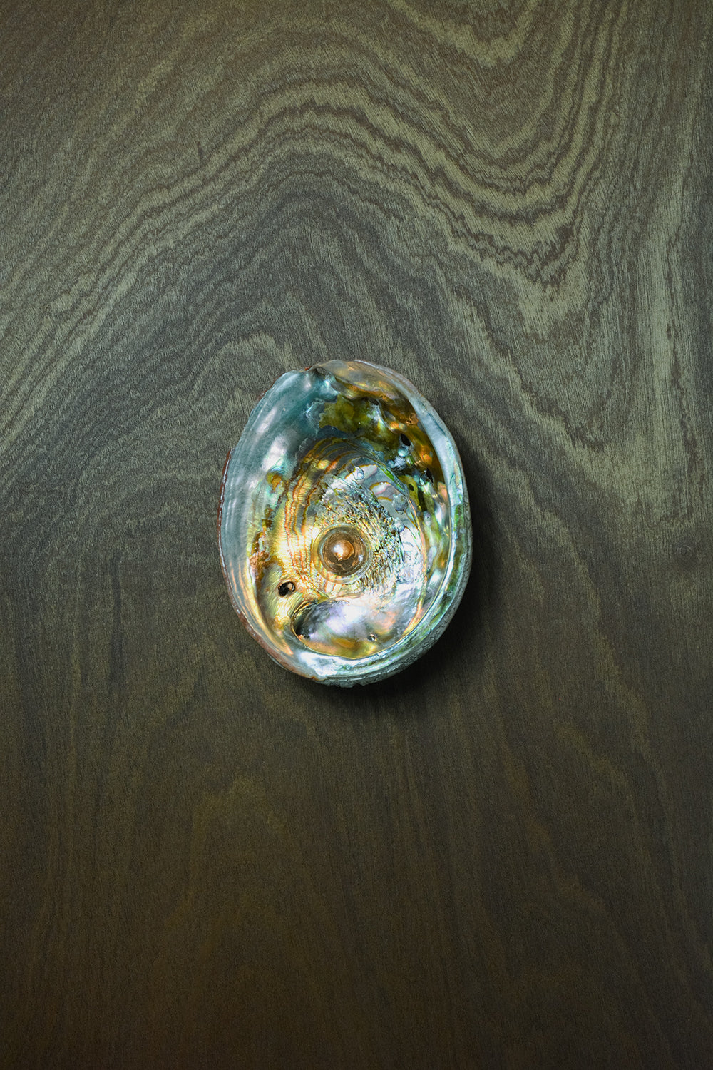 Abalone Siren's Sconce - Image 7