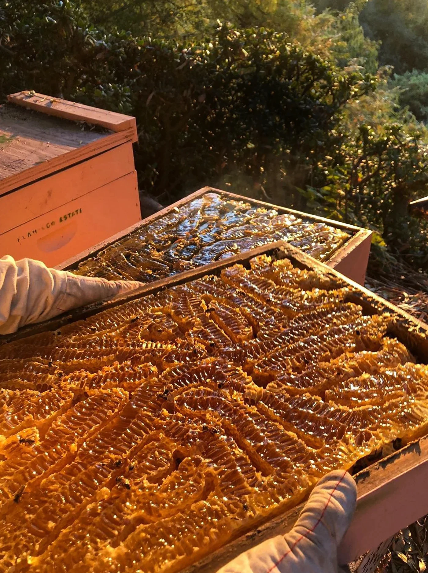 Biointensive Native Wildflower Honey - Image 6