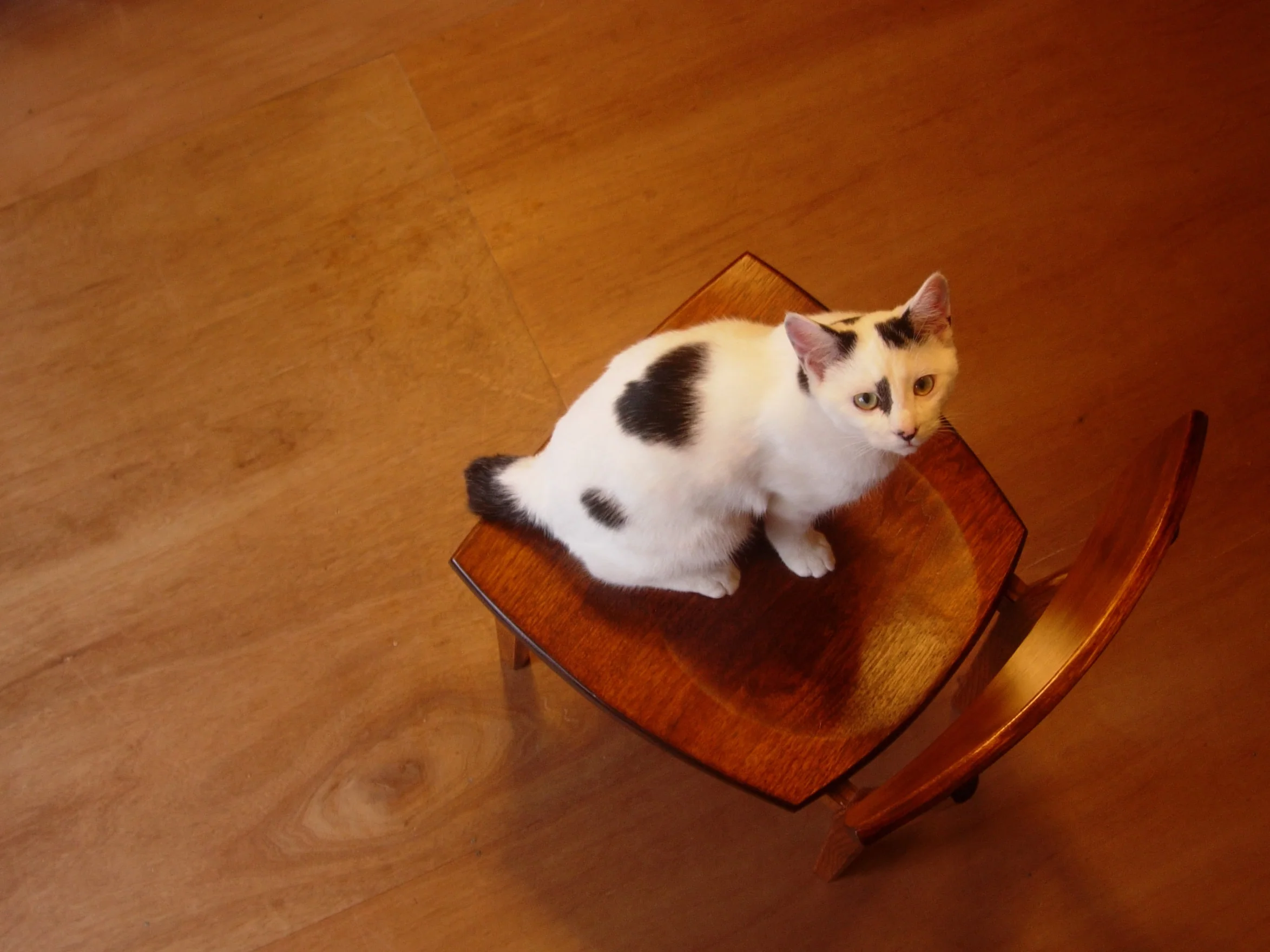 Dining Chair - Image 5