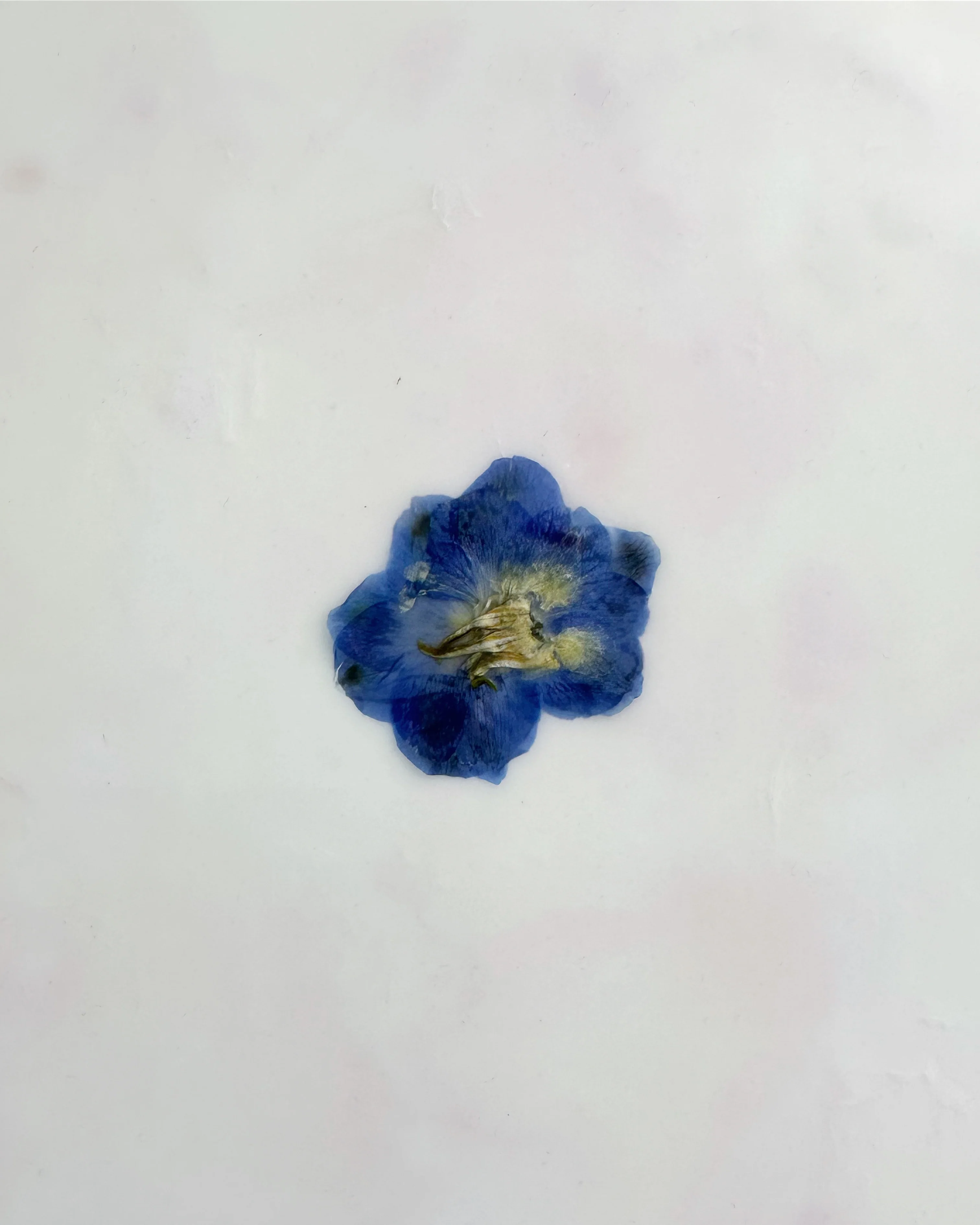 Fiori, 1 - Image 4