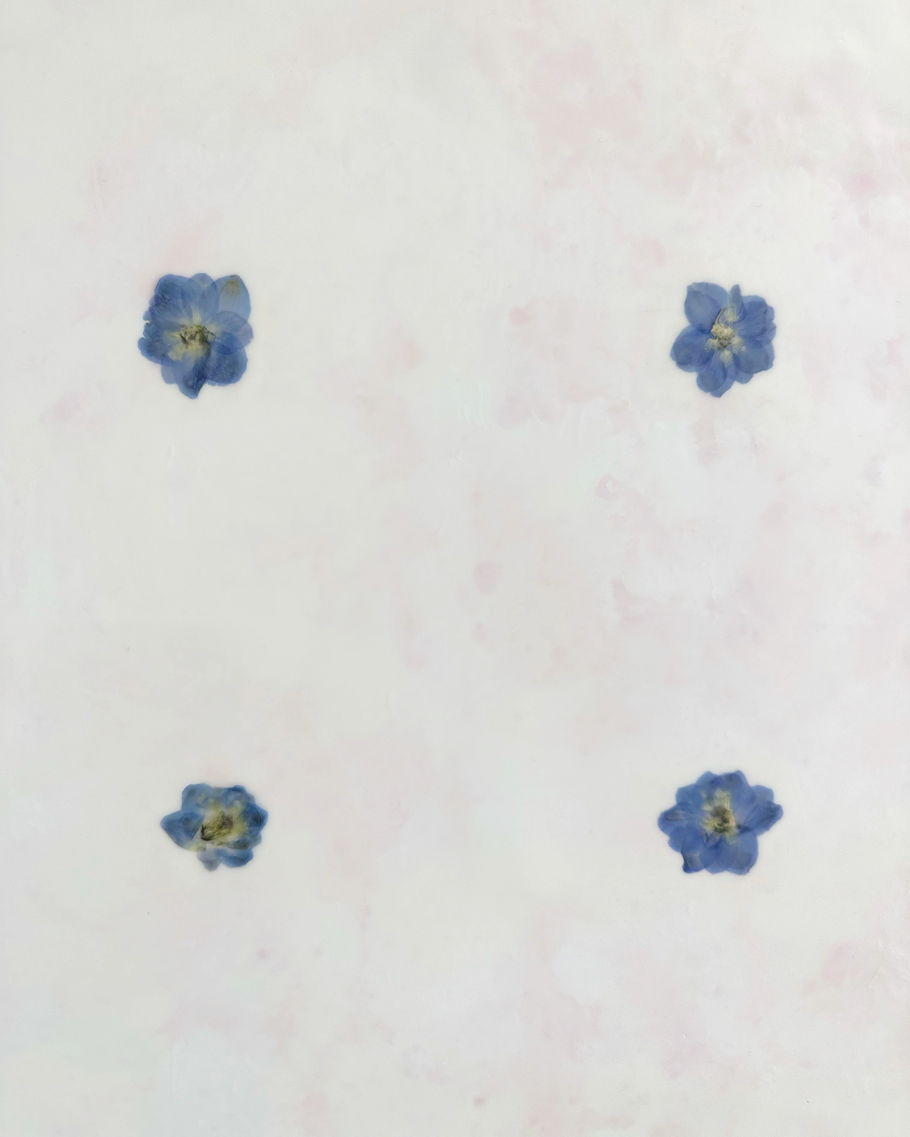 Fiori, 1 - Image 5