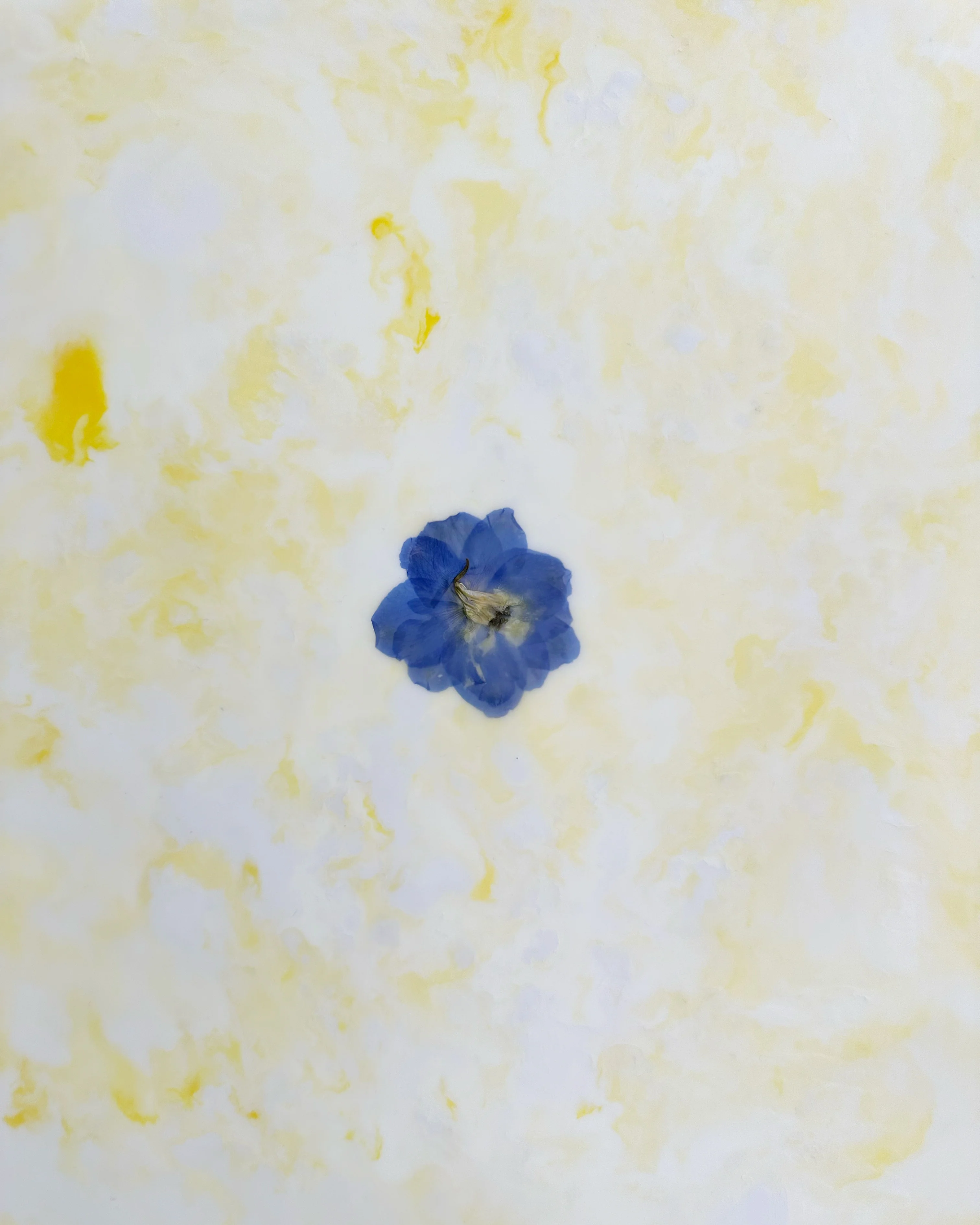 Fiori, 2 - Image 4