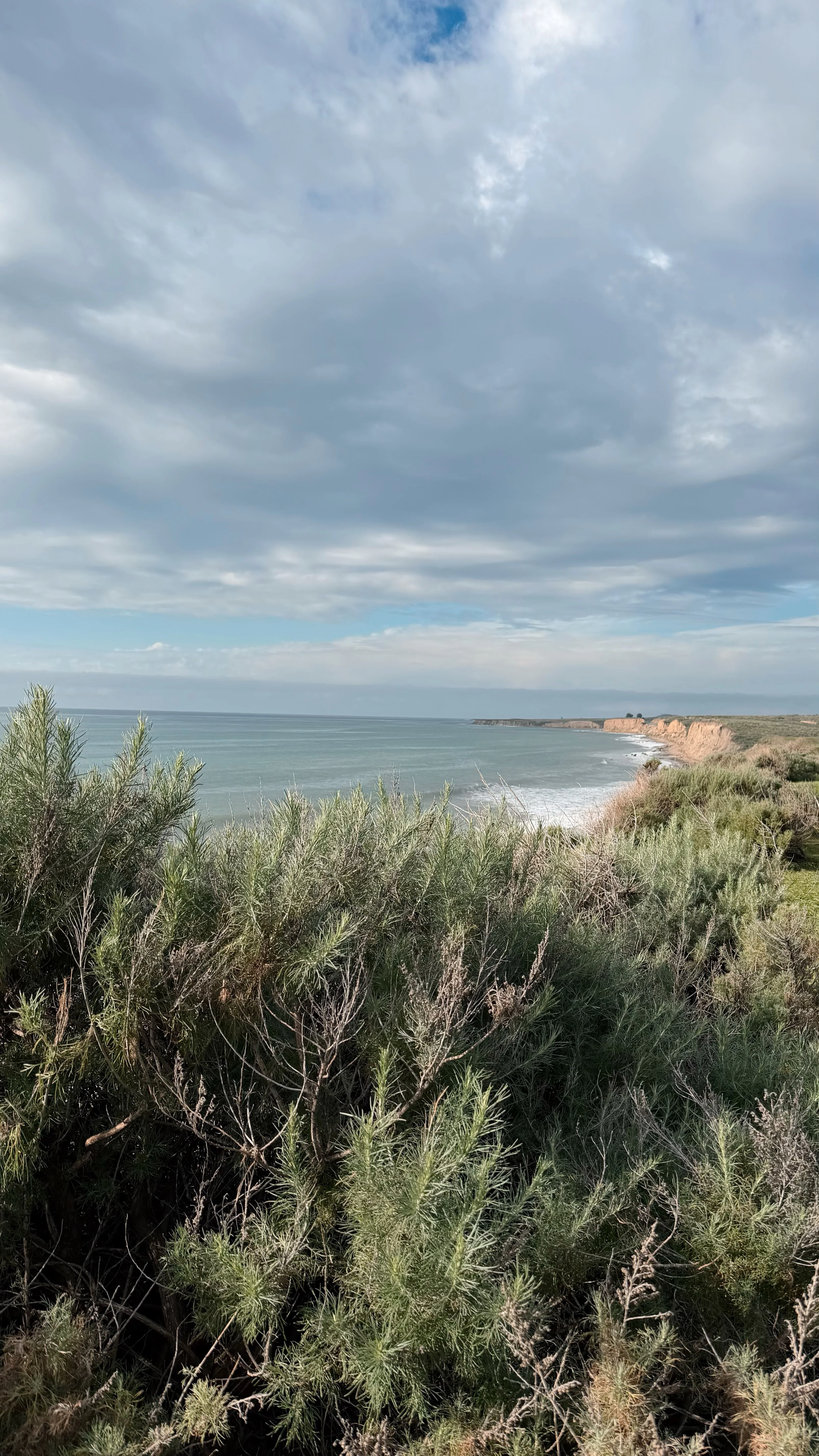Pure Coastal Honey - Image 2