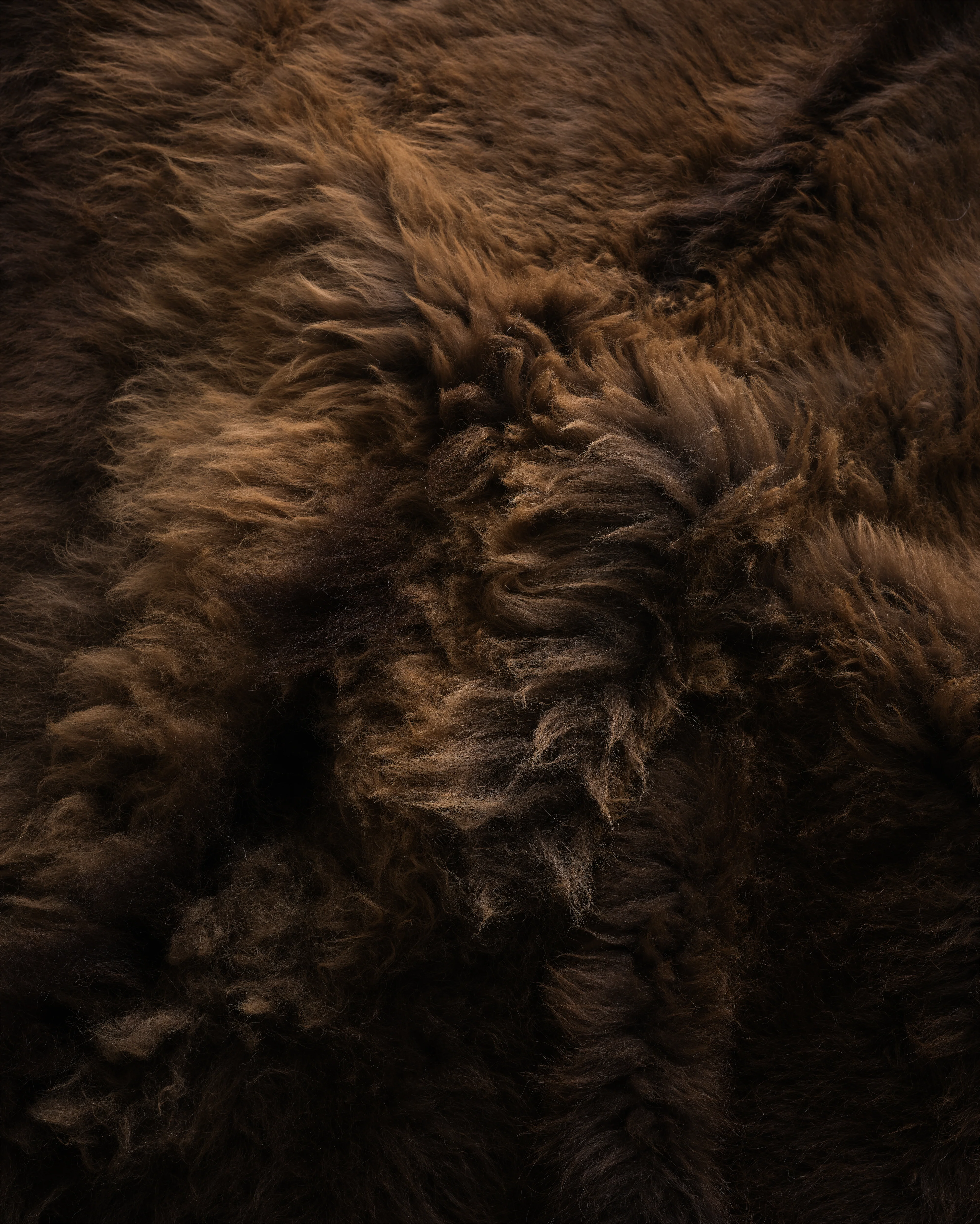 Bison Hide Rug - Image 2