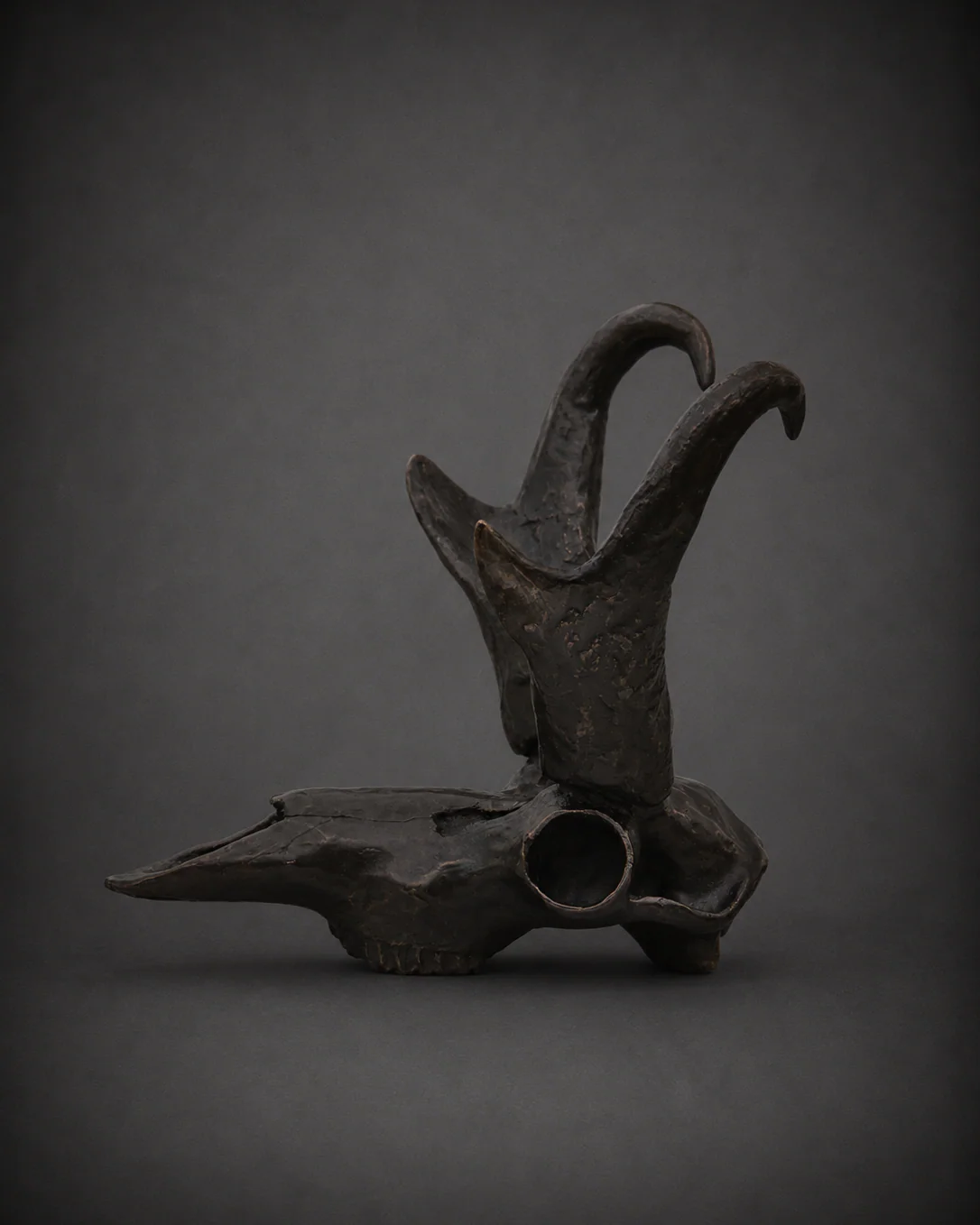 Pronghorn Skull