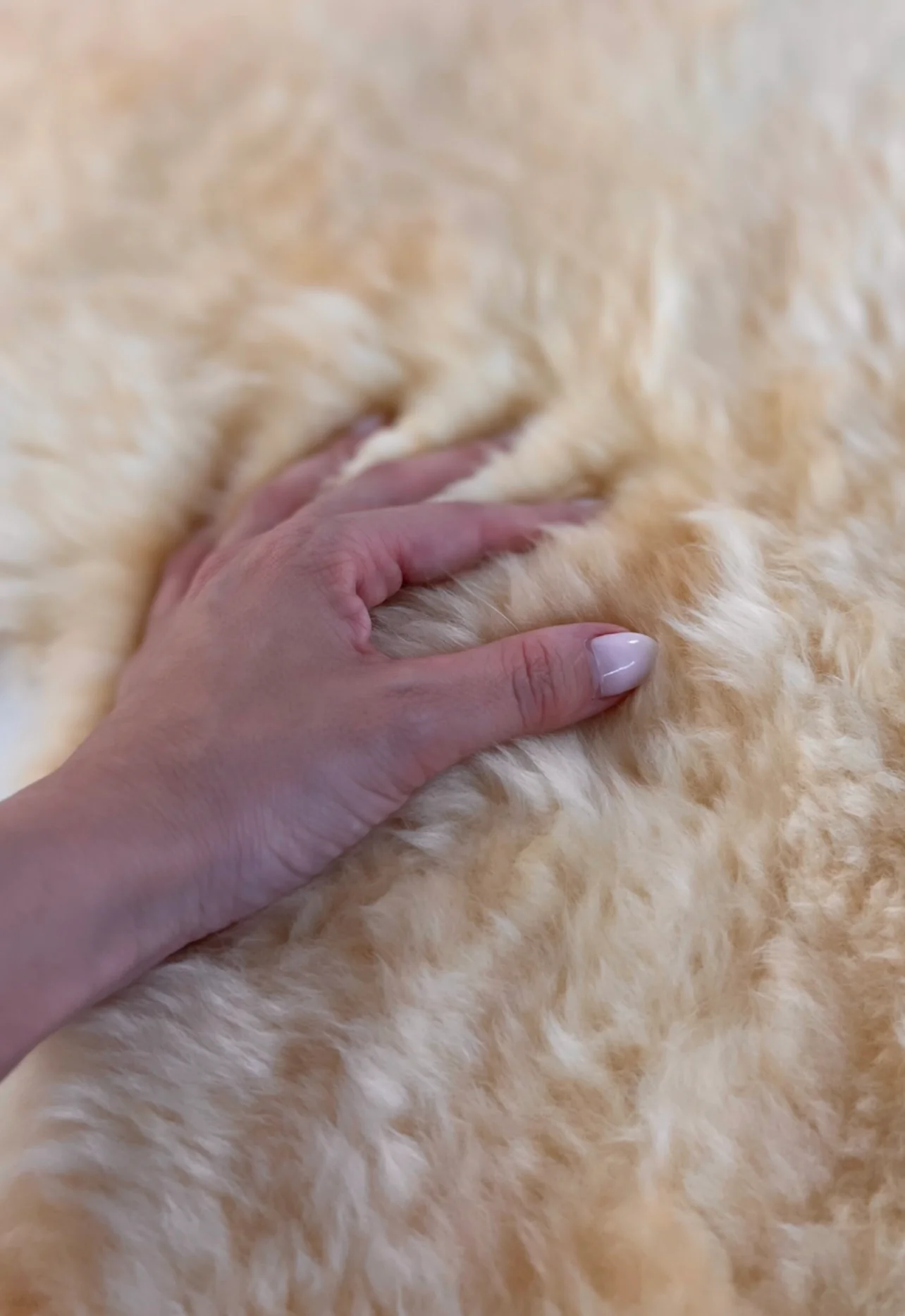 Texas Sheepskin Rug - Image 3