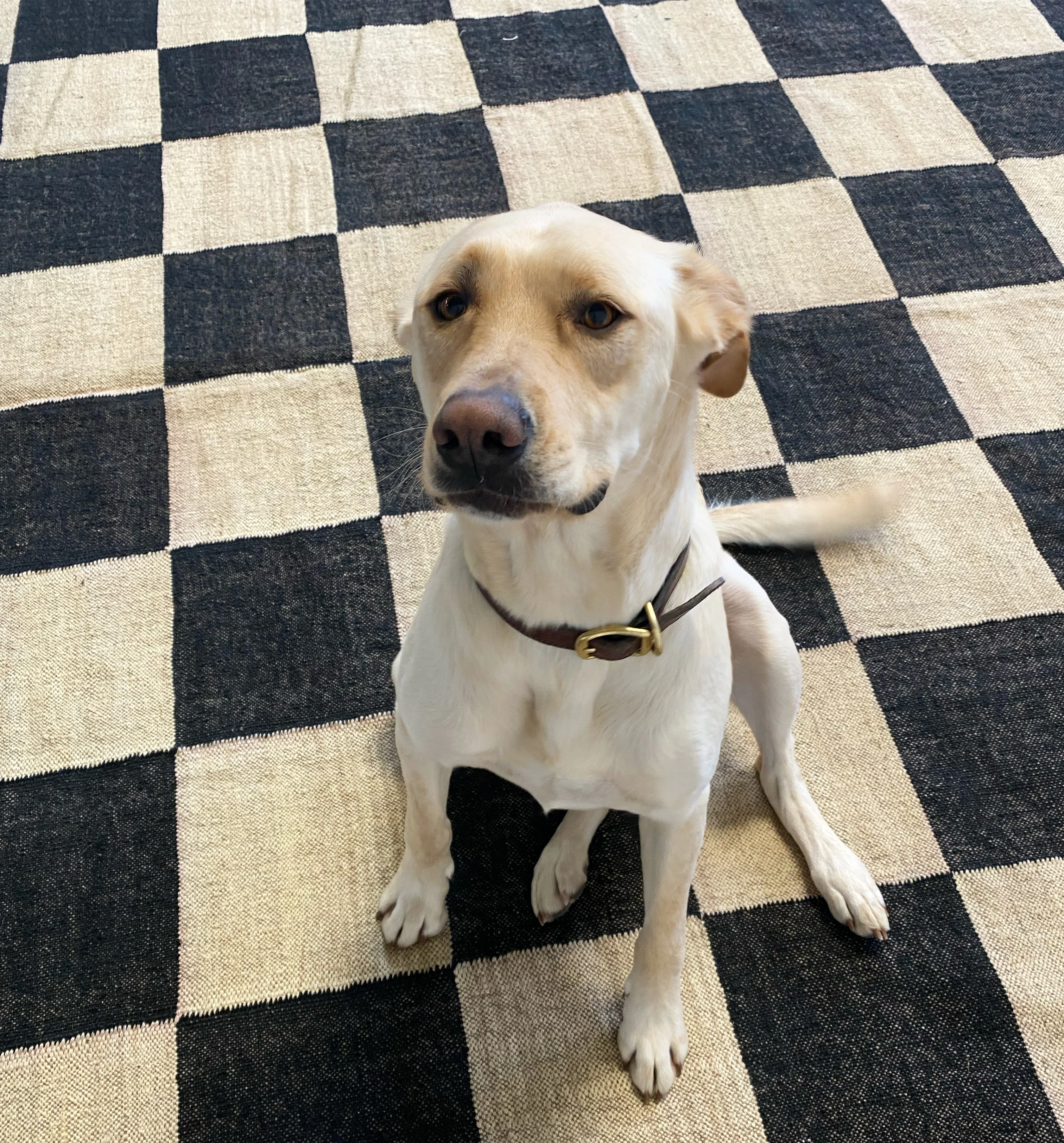 The Checkerboard Rug - Big Checks in Off Black - Image 13