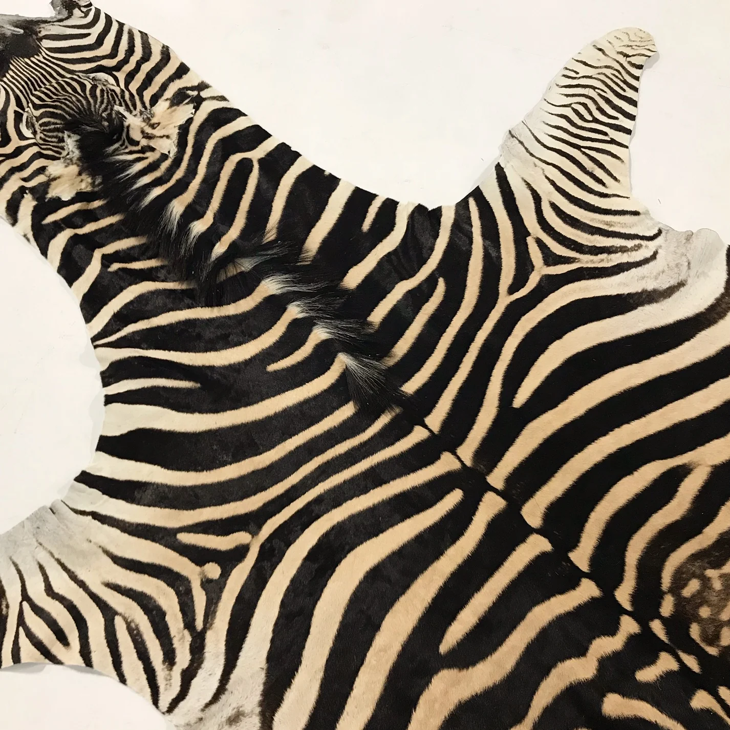 Zebra Hide Rug - Image 5