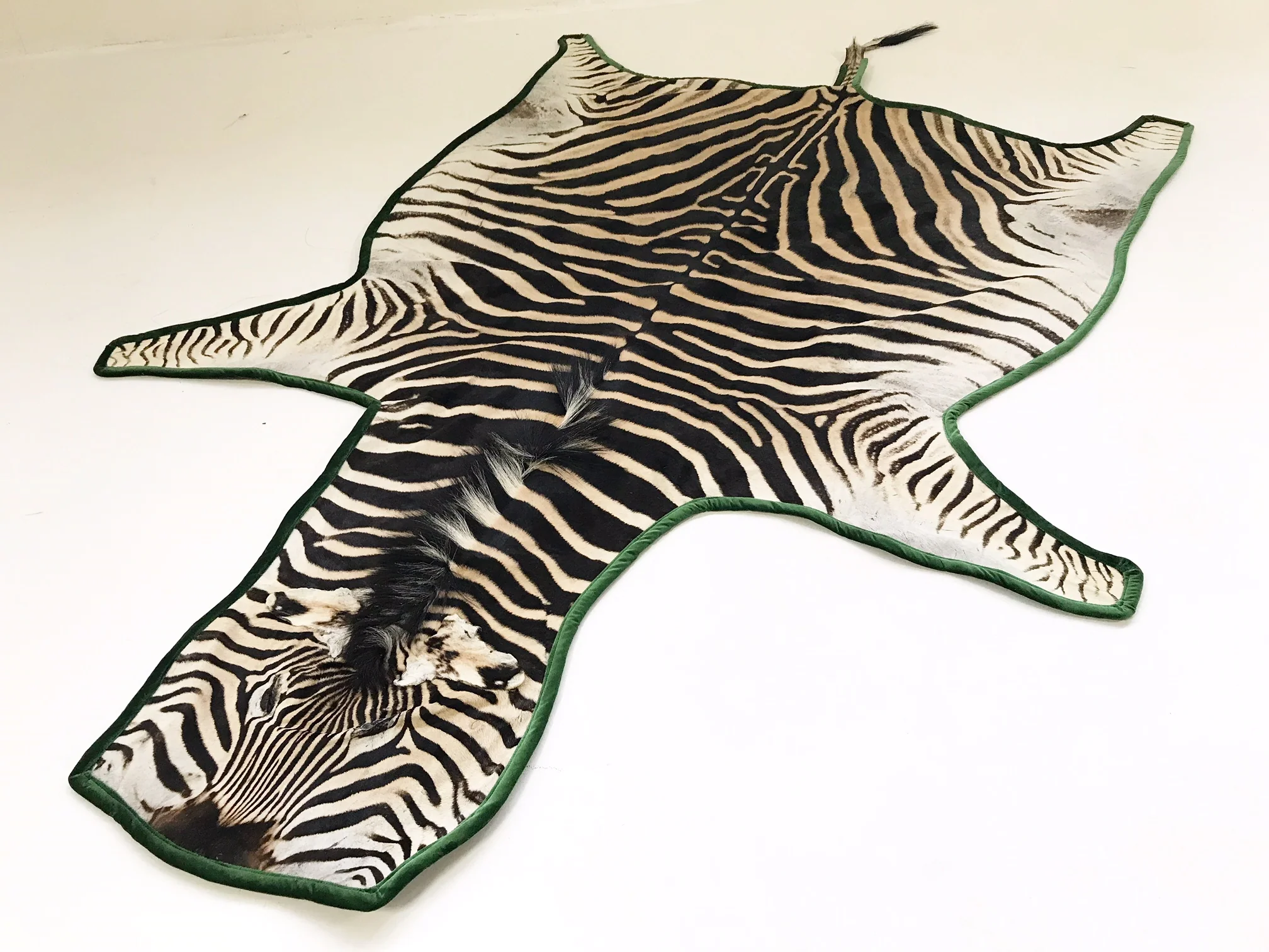 Zebra Hide Rug, Trimmed in Velvet - Image 10