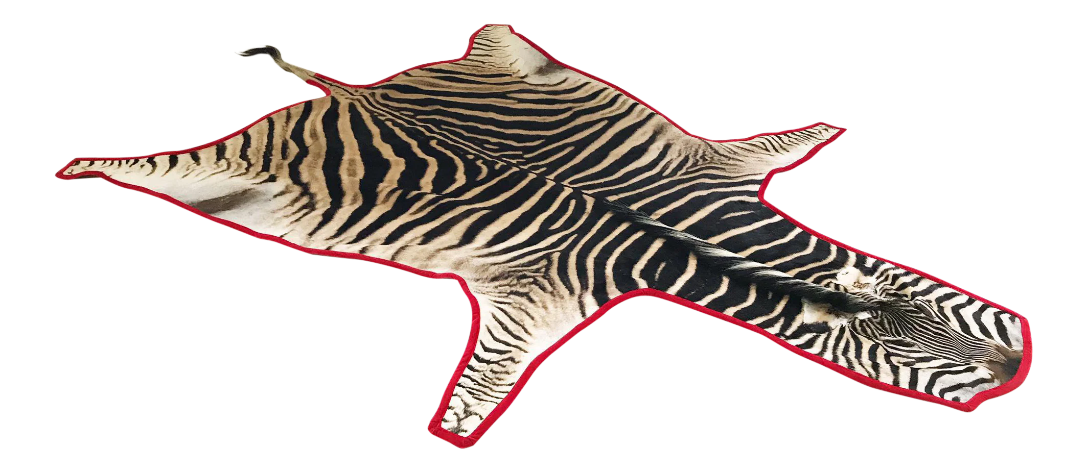 Zebra Hide Rug, Trimmed in Velvet - Image 11