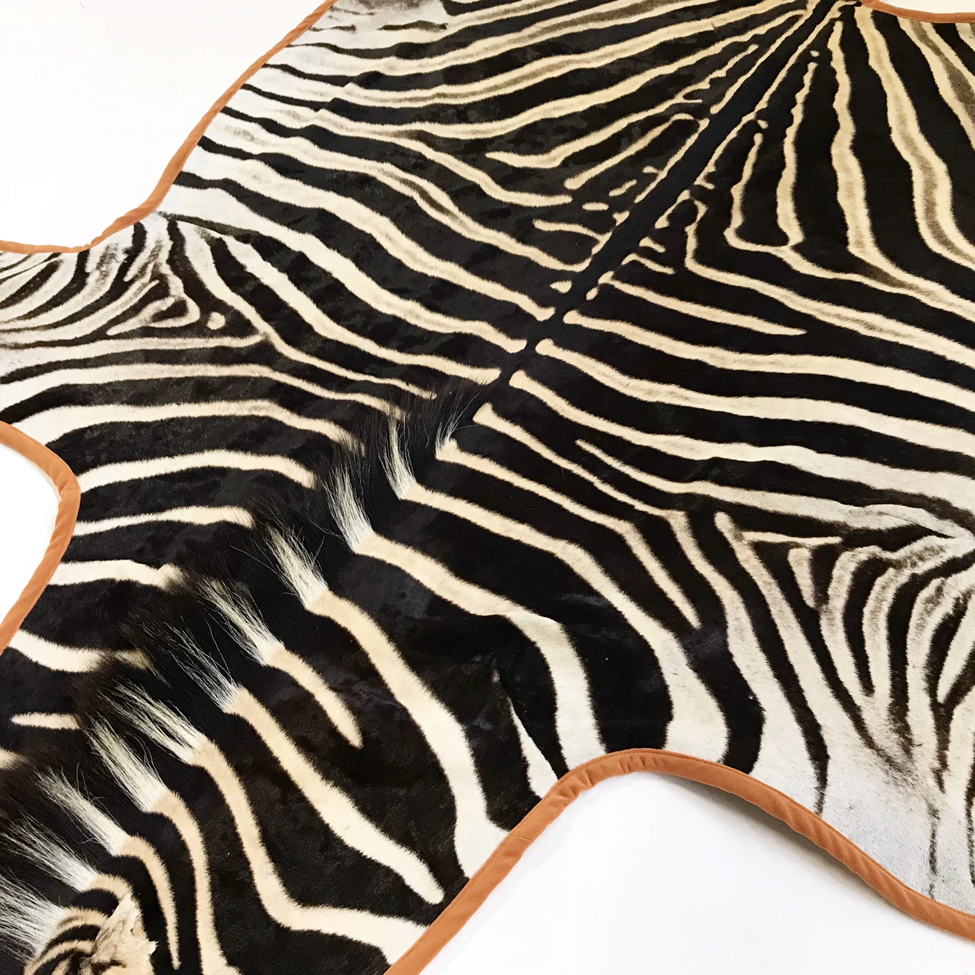 Zebra Hide Rug, Trimmed in Velvet - Image 4