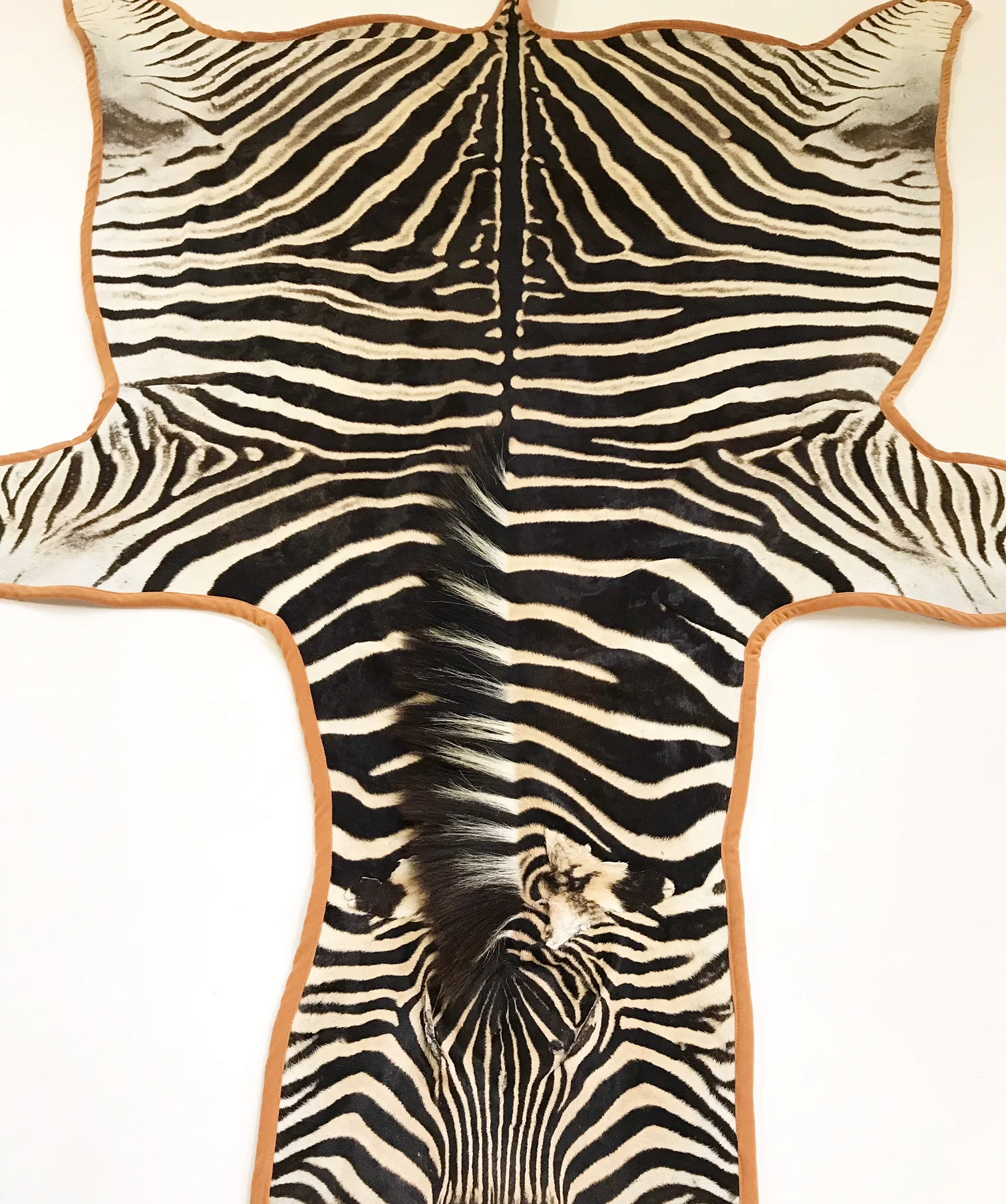 Zebra Hide Rug, Trimmed in Velvet - Image 5
