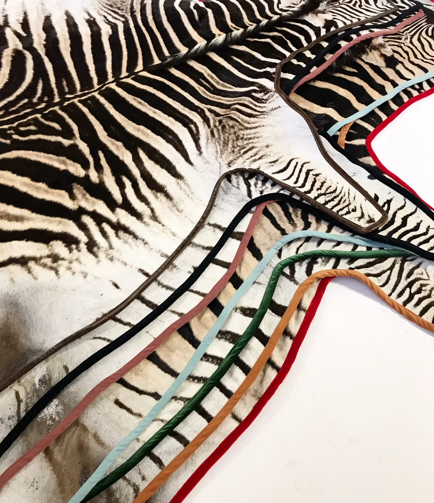 Zebra Hide Rug, Trimmed in Velvet - Image 6